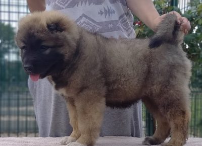 4CaucasianShepherd1628238385