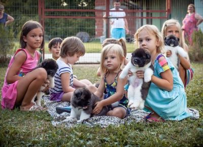 4americanakita1629488901