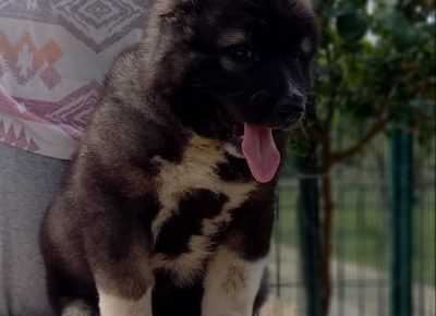 5CaucasianShepherd1628238384