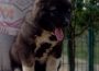 5CaucasianShepherd1628238384