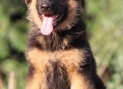 5Nemačkiovčar1628926712