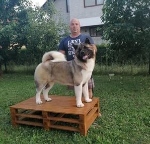 5americanakita1629488900