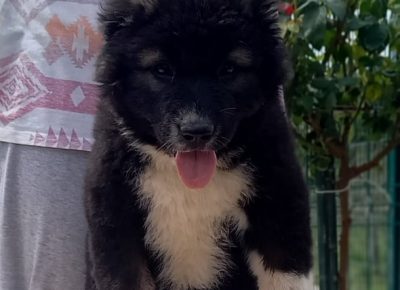 6CaucasianShepherd1628238385
