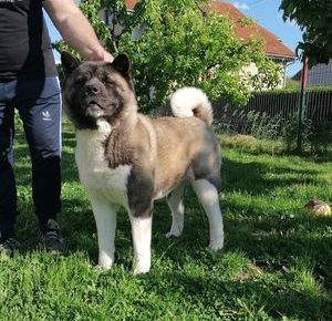 6americanakita1629488901