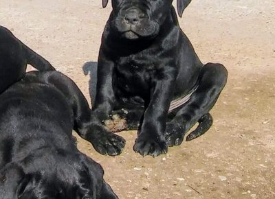 79466178613962512742800680279058264621056n1630414697