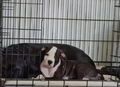 7Americkistafordskiterijer1630000907