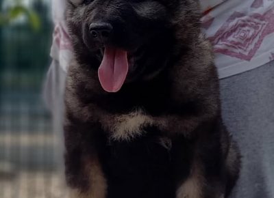 7CaucasianShepherd1628238383