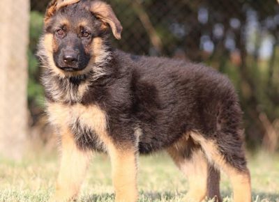 7Nemačkiovčar1628926712