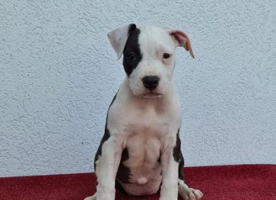 8Americkistafordskiterijer1630000908