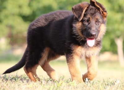 8Nemačkiovčar1628926711