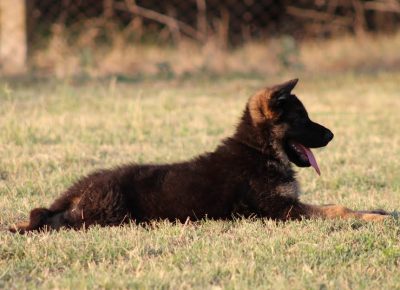 9Nemačkiovčar1628926712