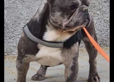 ARMINmerle1629383714