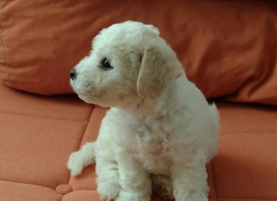 BBIŠONVB61628159325