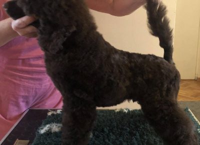 BRAONPUDLA21630255348