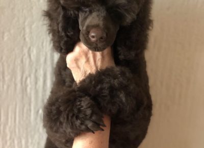 BRAONPUDLA31630255348