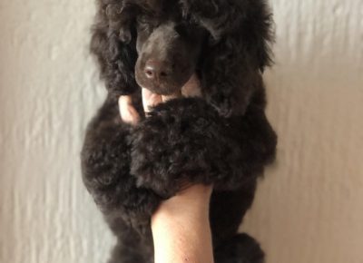 BRAONPUDLA41630255348