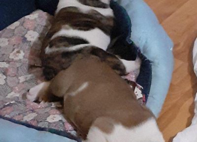 Bgmataruga11630261792