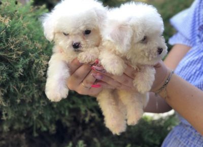 Bišilaki101629730463