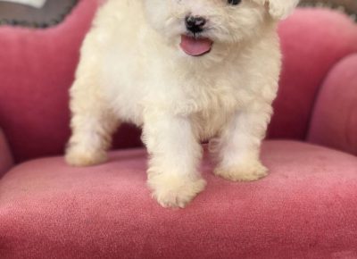 Bišilaki21629730463