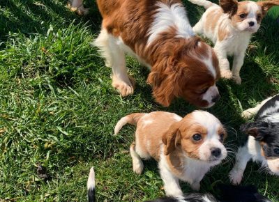 Cavalierkingbcharlesspaniel.81629359972