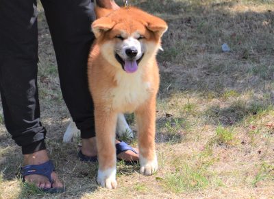 DSC1755(3)1630240844