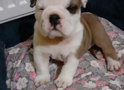 FBmataruga21630261792