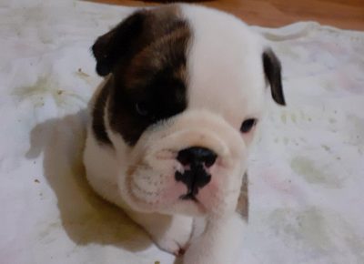 FBmataruga31630261792