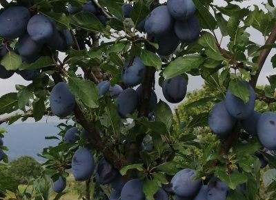 IMG202008201728321629566092