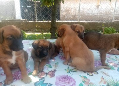 IMG2d2b6bf53462e47a6ca1d26eef6cb756V1628613096