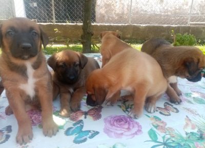 IMG67fad43defc12a9899bd704799f754bbV1628613097