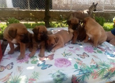 IMGb85ccd8a72d47058b4d4f43e256ff0caV1628613096