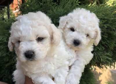 LLakibiš71628605485