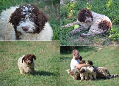 LagottoRomagnolo(2)31629545862