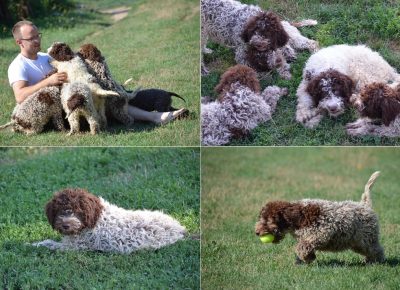 LagottoRomagnolo(3)21629545863