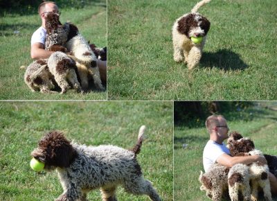 LagottoRomagnolo(4)11629545863