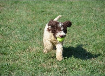 LagottoRomagnolo(5)1629545863