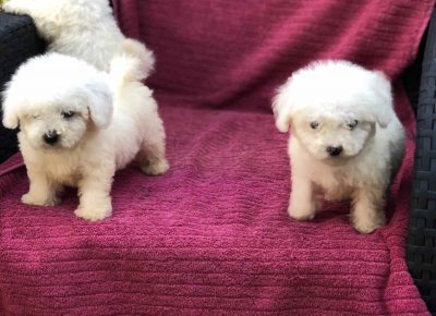 bišilaki71629730463