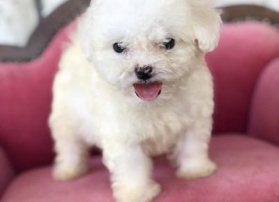 bišilaki81629730464