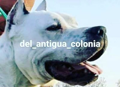 dogoargentino011627901046