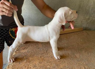 dogoargentino011630108987