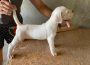 dogoargentino011630108987