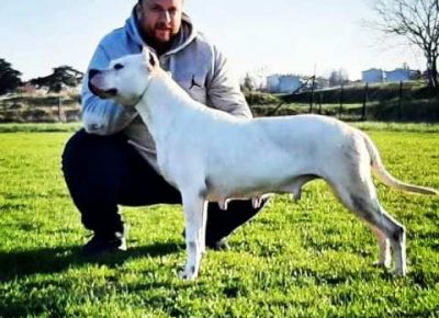 dogoargentino021627901047