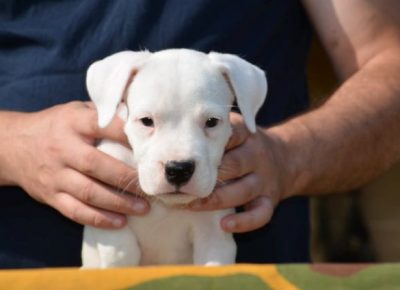 dogoargentino021630108985
