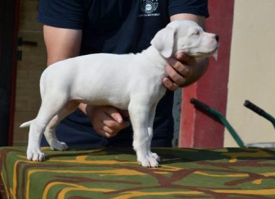 dogoargentino031630108984