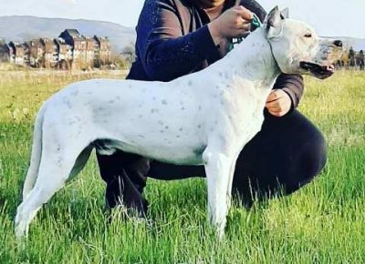 dogoargentino041627901047