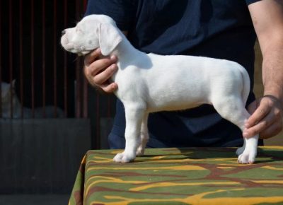 dogoargentino051630108986