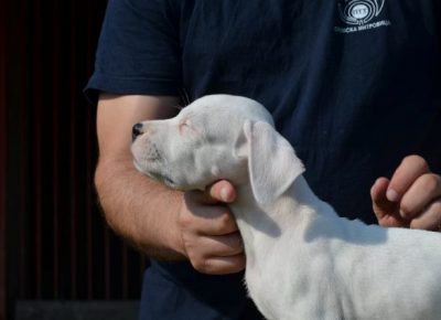 dogoargentino061630108985