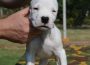 dogoargentino081630108986