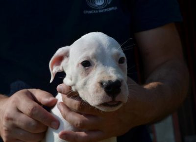 dogoargentino091630108986