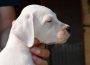 dogoargentino101630108986